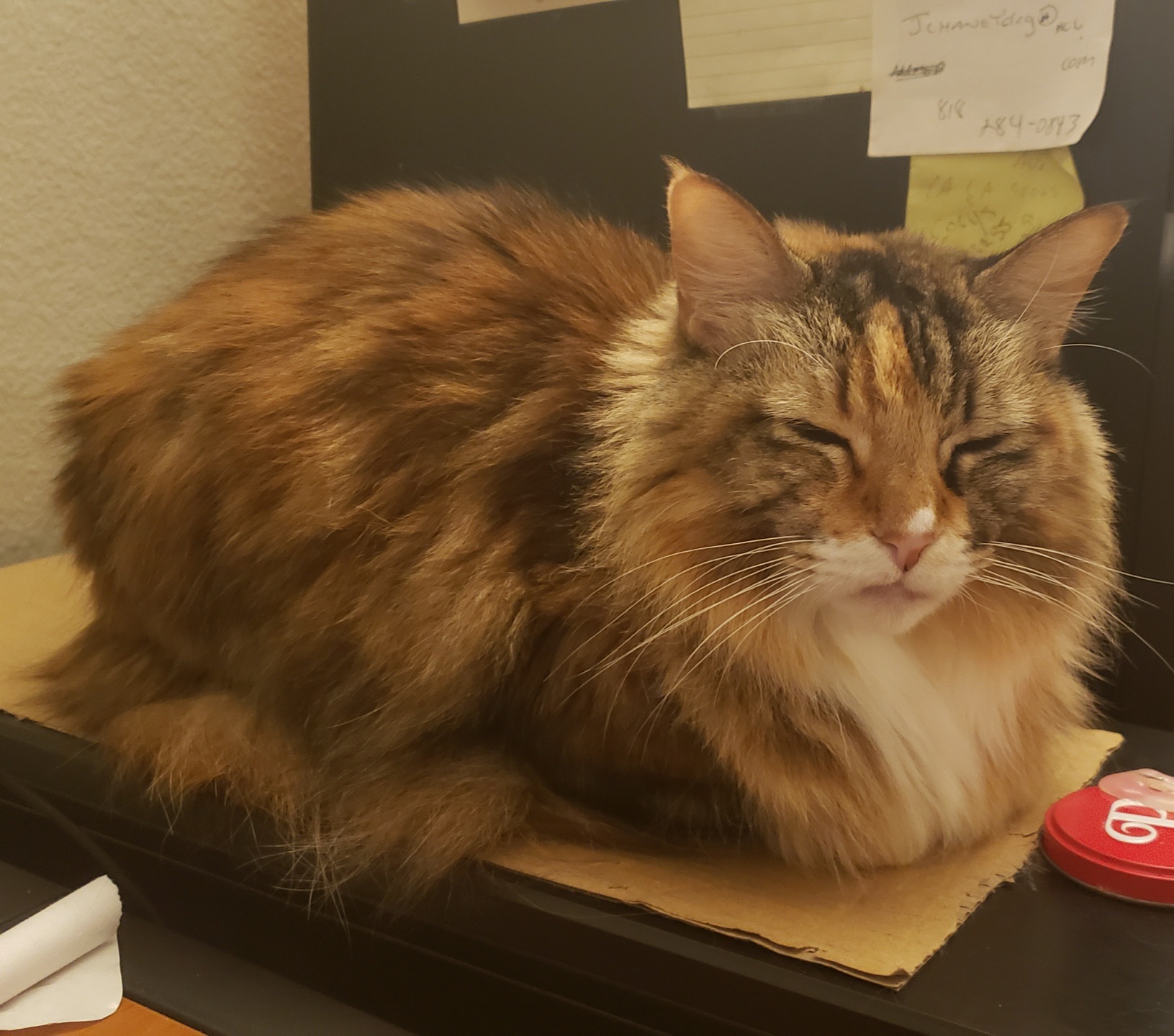 IES Private School Logo